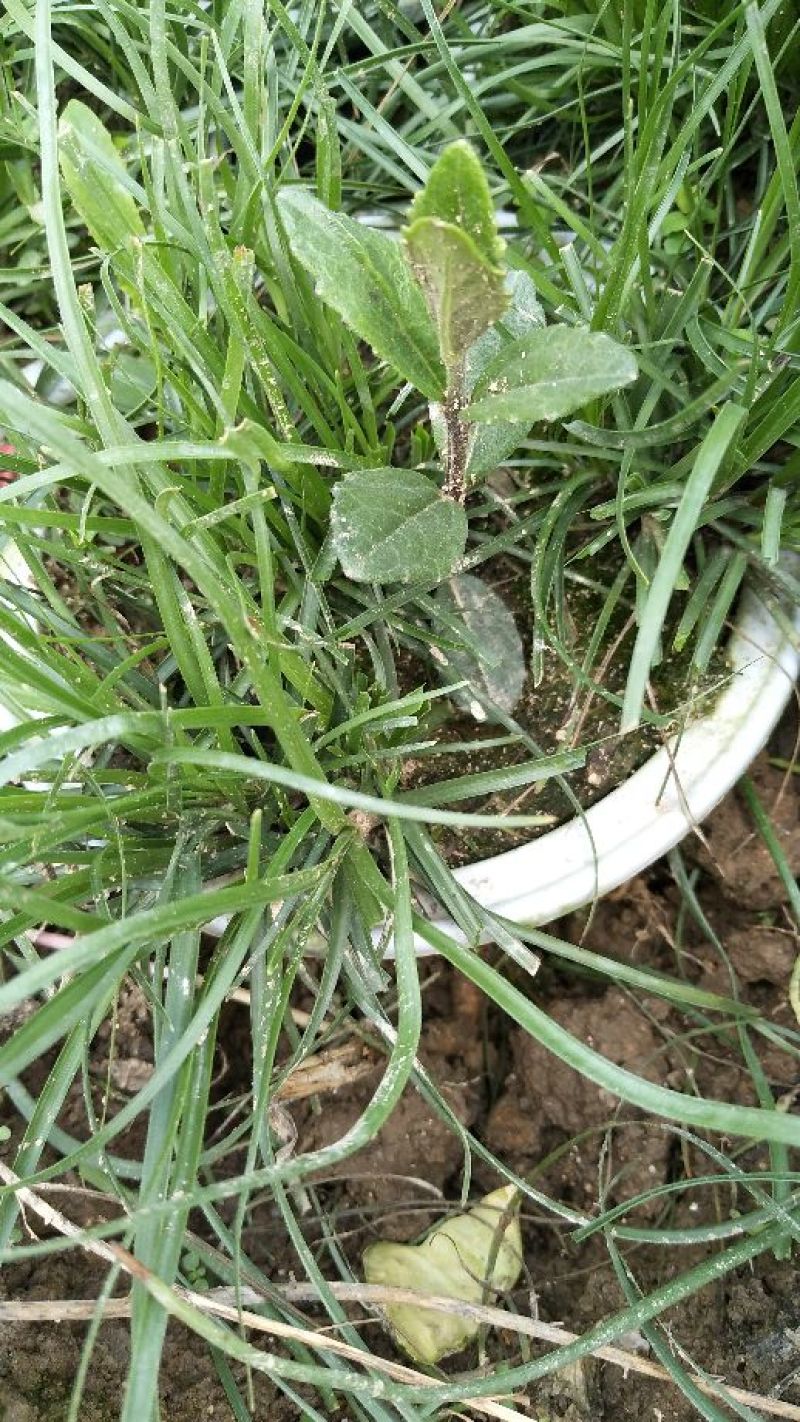 野蚕豆野蚕豆花盆