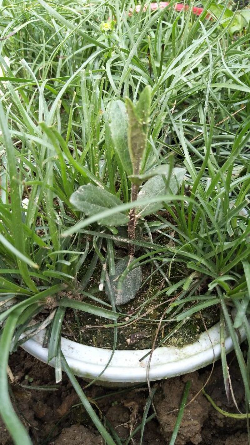 野蚕豆野蚕豆花盆