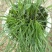 野蚕豆野蚕豆花盆