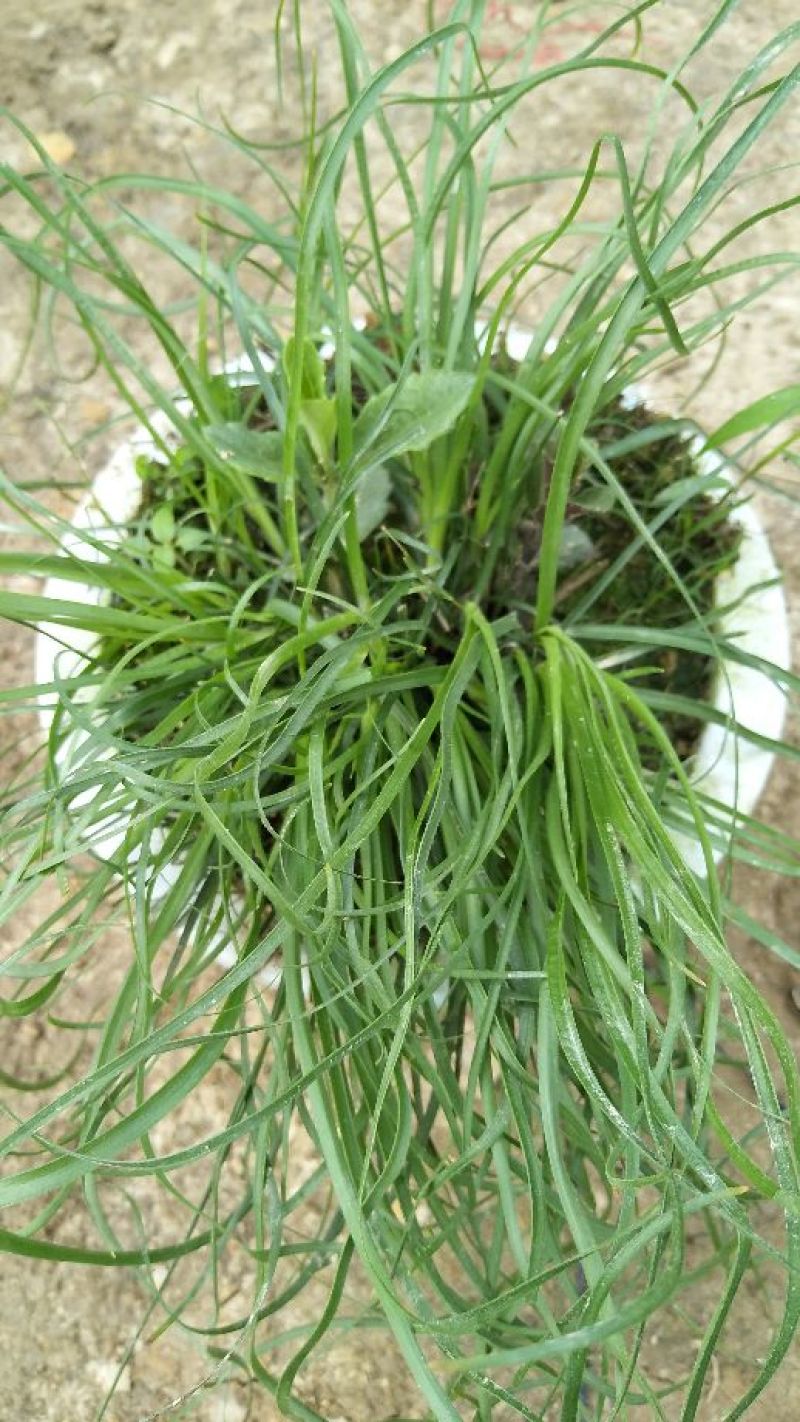 野蚕豆野蚕豆花盆