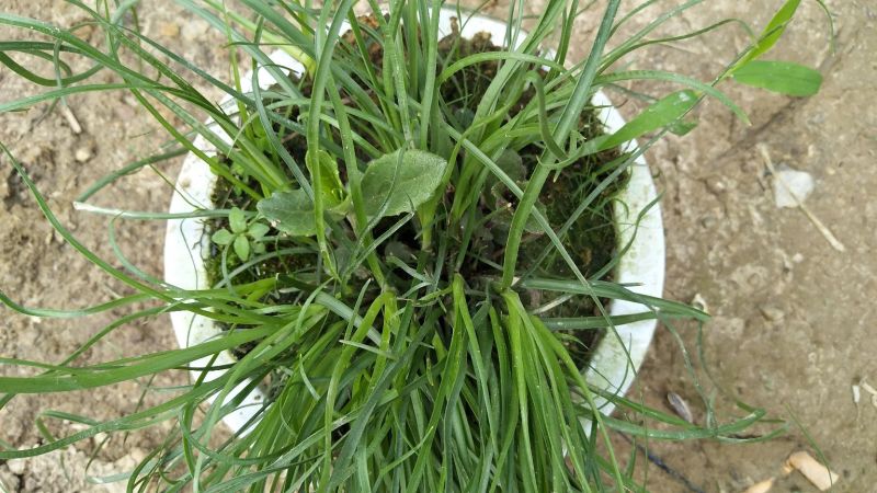 野蚕豆野蚕豆花盆