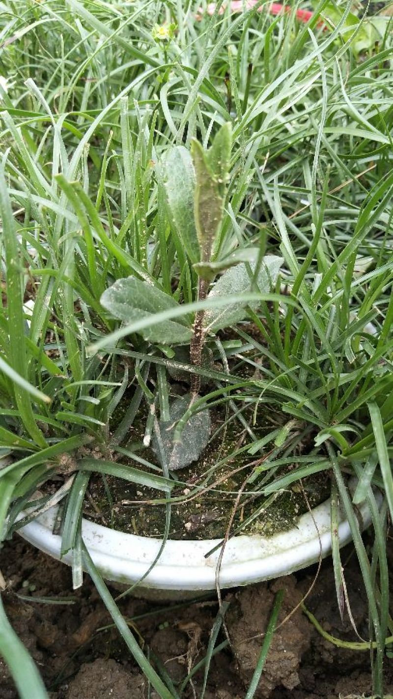 野蚕豆野蚕豆花盆