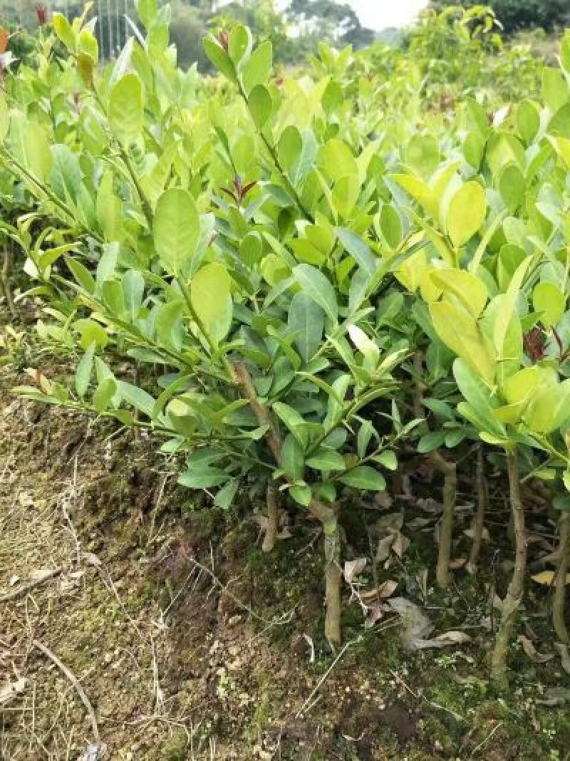 柠檬苗30~50cm四季无子柠檬