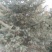 【精选】青海云杉12~14cm4~6cm4米以上