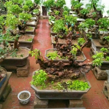 黄荊疙瘩盆景