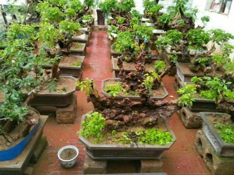 黄荊疙瘩盆景