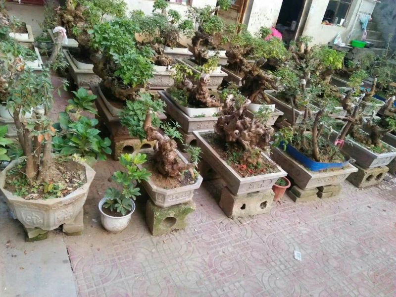 黄荊疙瘩盆景