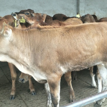 鲁西黄牛100~200kg