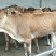 鲁西黄牛100~200kg