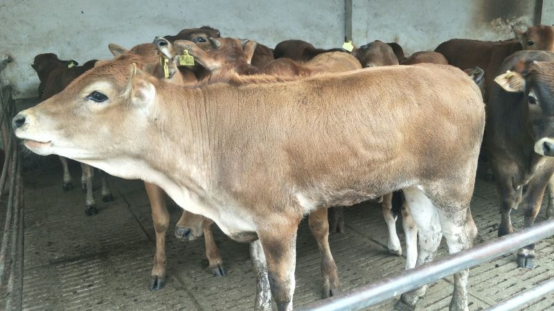 鲁西黄牛100~200kg