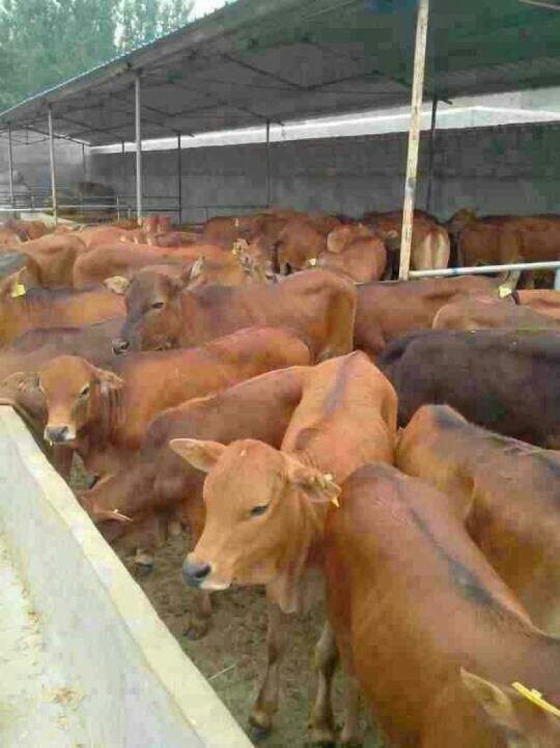 鲁西黄牛100~200kg