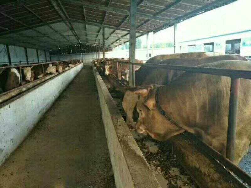 鲁西黄牛100~200kg