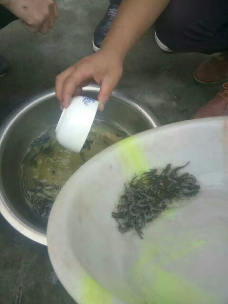 黄颡鱼苗100一万尾水花苗，规格苗