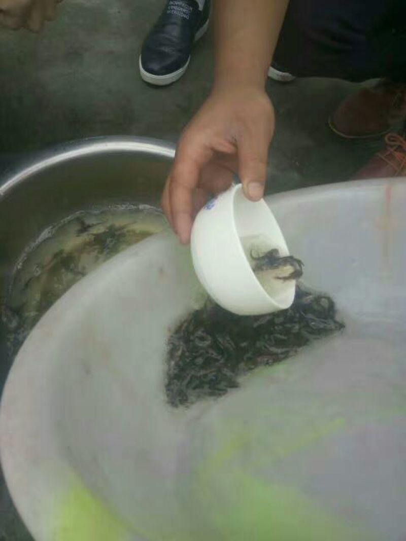 黄颡鱼苗100一万尾水花苗，规格苗