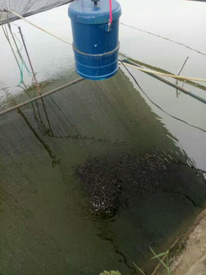 黄颡鱼苗100一万尾水花苗，规格苗