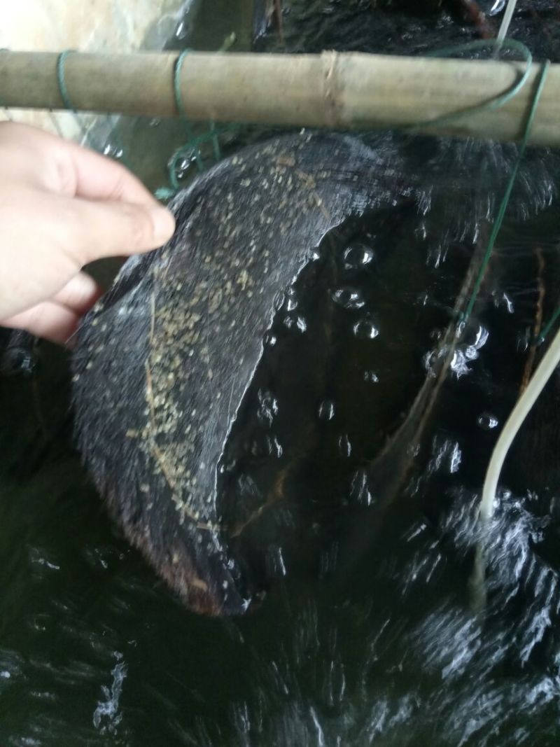黄颡鱼苗100一万尾水花苗，规格苗