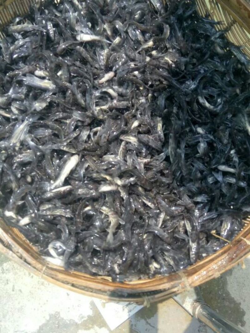 黄颡鱼苗100一万尾水花苗，规格苗