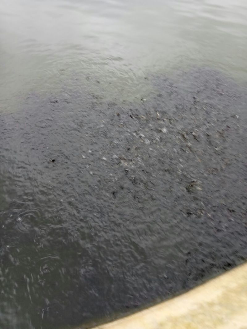 黄颡鱼苗100一万尾水花苗，规格苗
