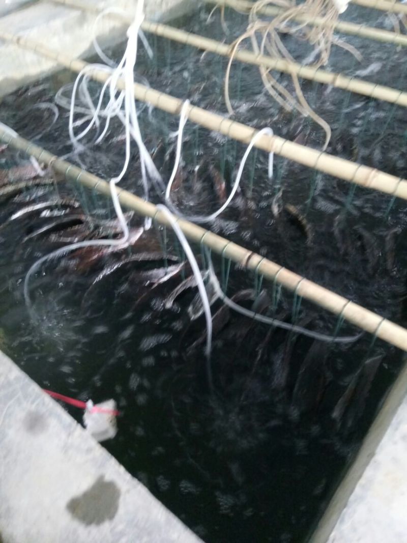 黄颡鱼苗100一万尾水花苗，规格苗