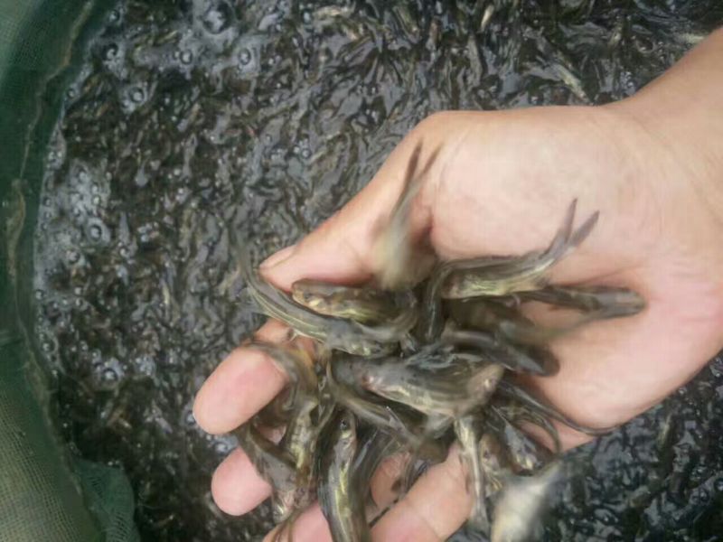 黄颡鱼苗100一万尾水花苗，规格苗