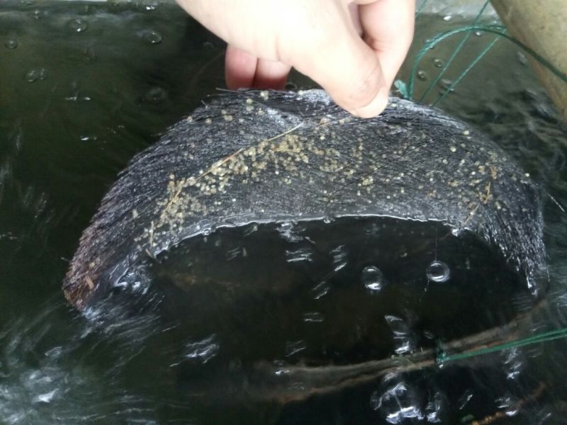 黄颡鱼苗100一万尾水花苗，规格苗