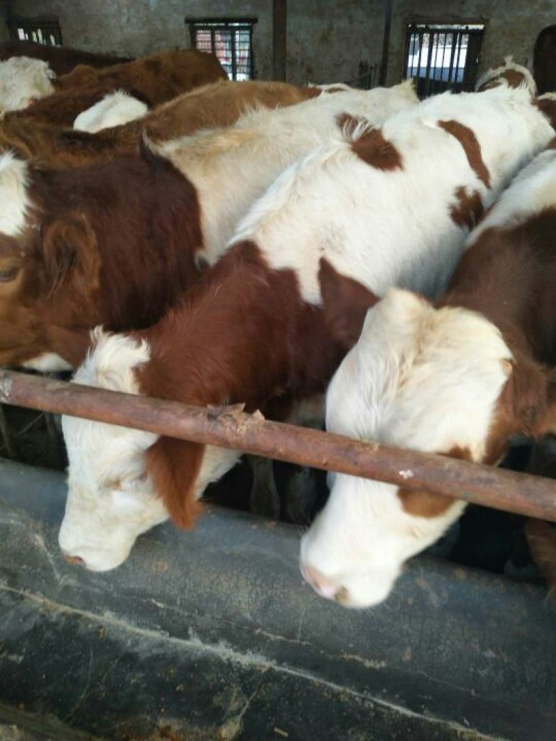 西门塔尔牛犊200~300kg