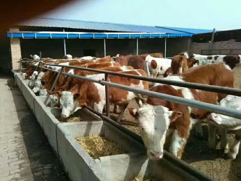 西门塔尔牛犊200~300kg
