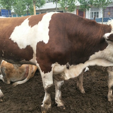 西门塔尔牛犊200~300kg