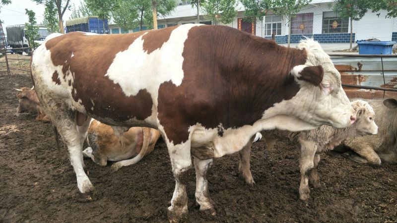 西门塔尔牛犊200~300kg