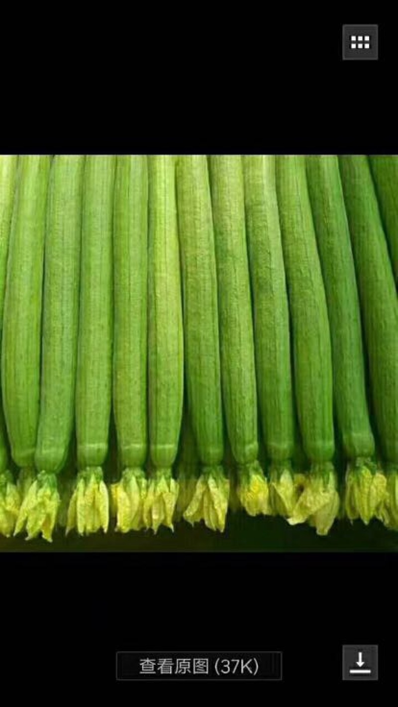 丝瓜苗