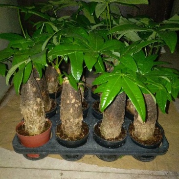 发财树带盆栽好