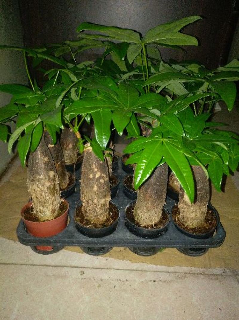 发财树带盆栽好