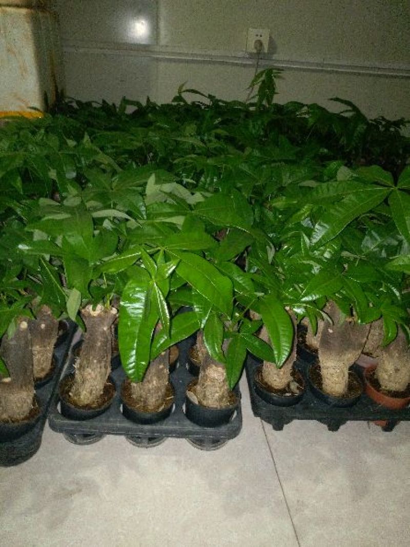 发财树带盆栽好