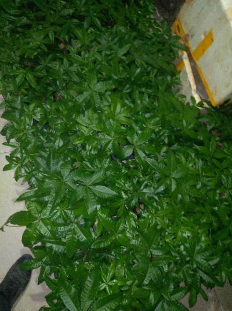 发财树带盆栽好