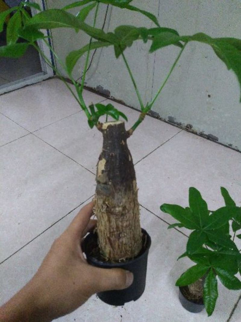 发财树带盆栽好