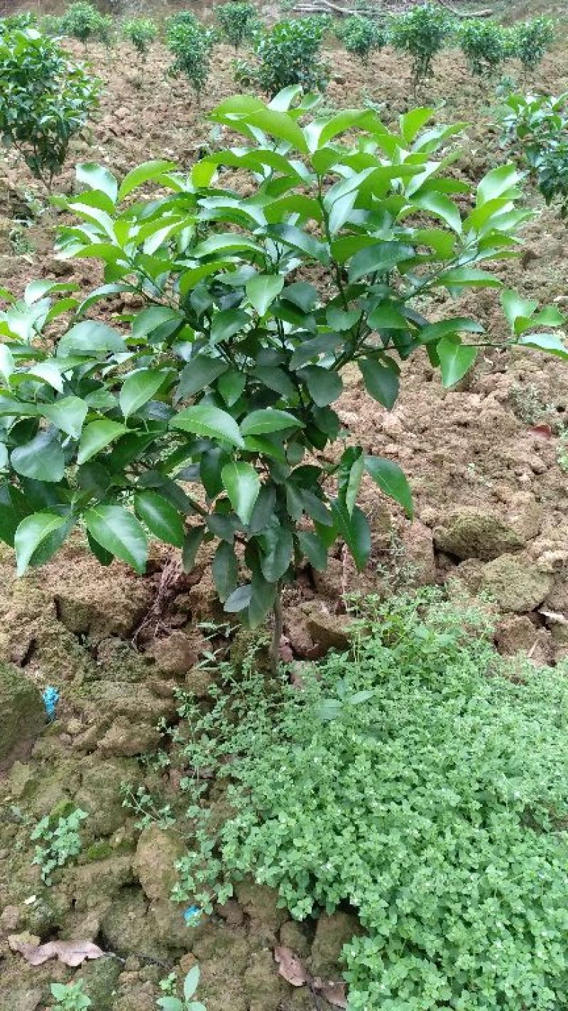 沃柑苗30~50cm