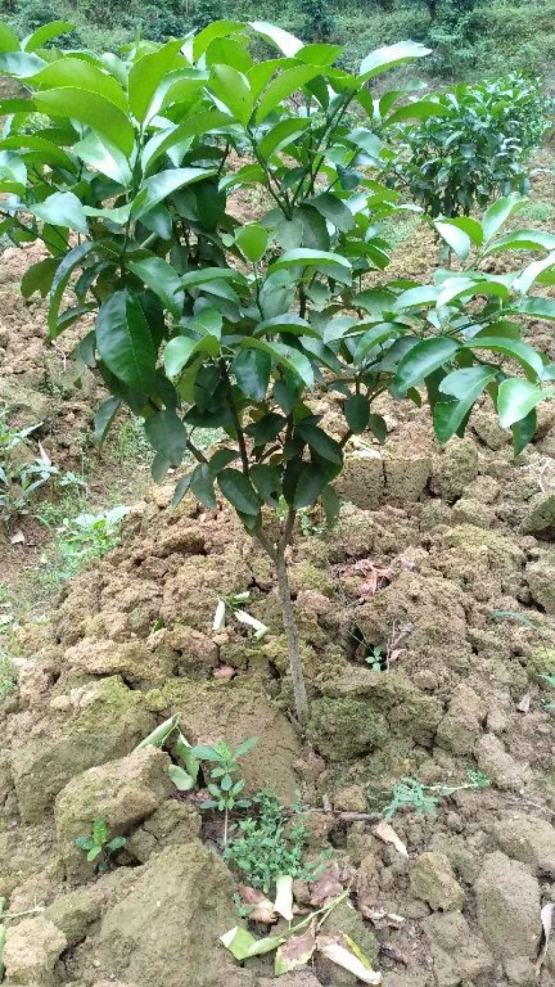 沃柑苗30~50cm