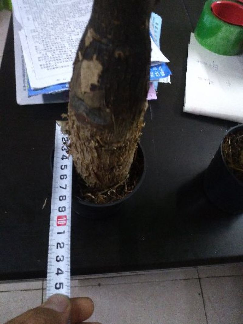 发财树带盆栽好