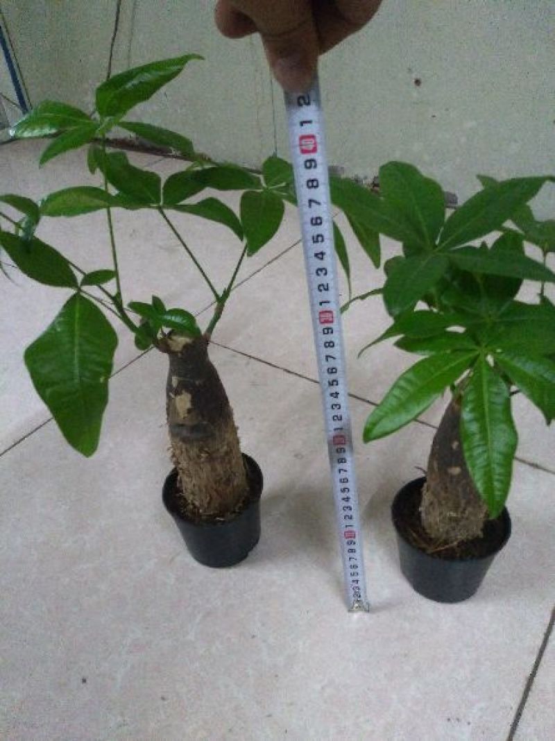发财树带盆栽好