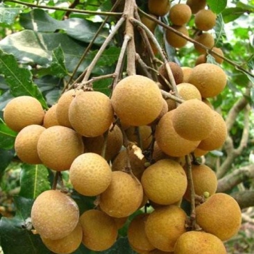 龙眼树苗50~80cm