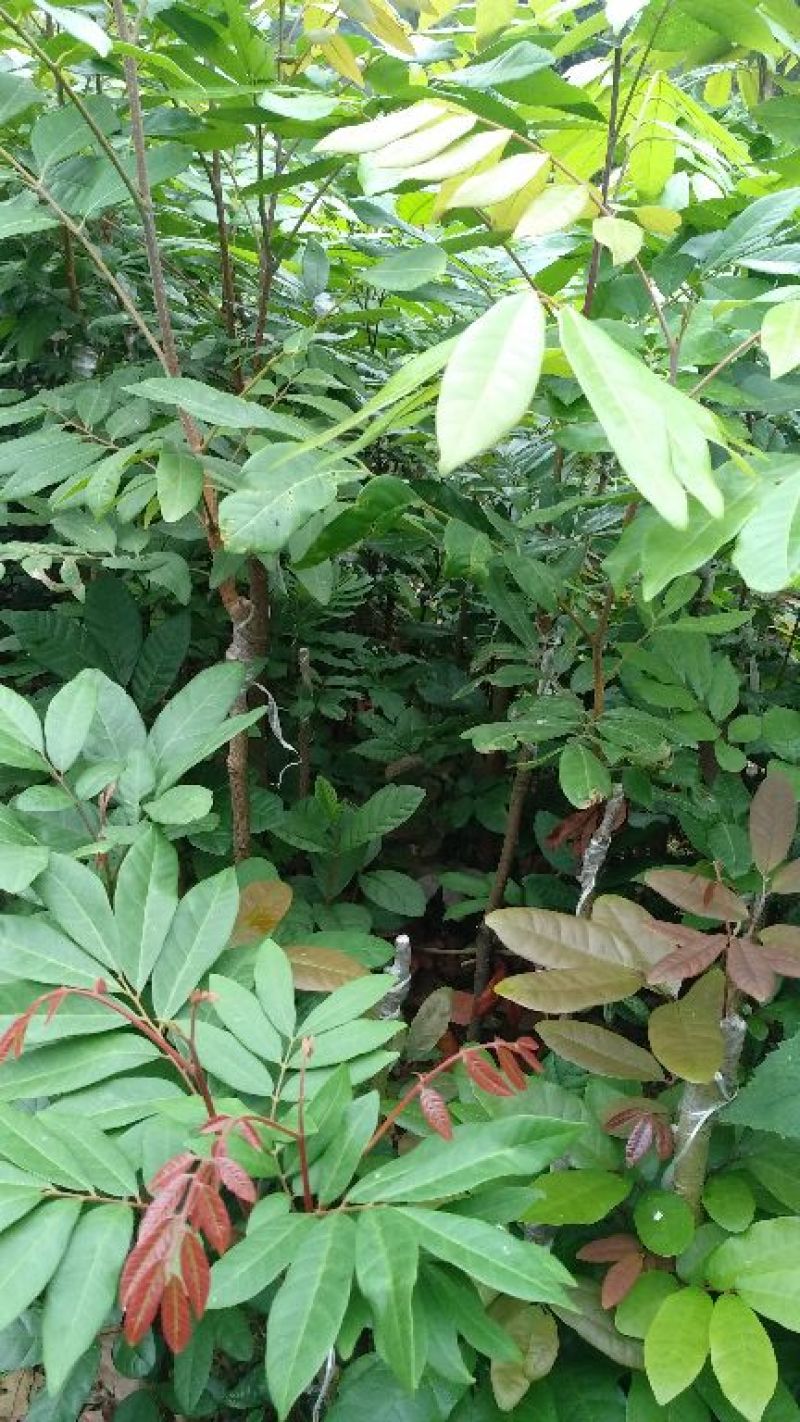 龙眼树苗50~80cm