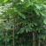龙眼树苗50~80cm