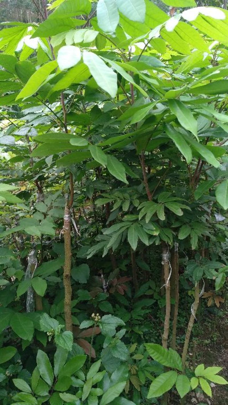 龙眼树苗50~80cm