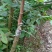 龙眼树苗50~80cm