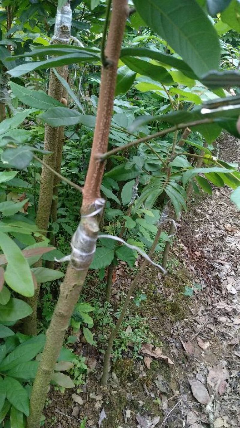 龙眼树苗50~80cm