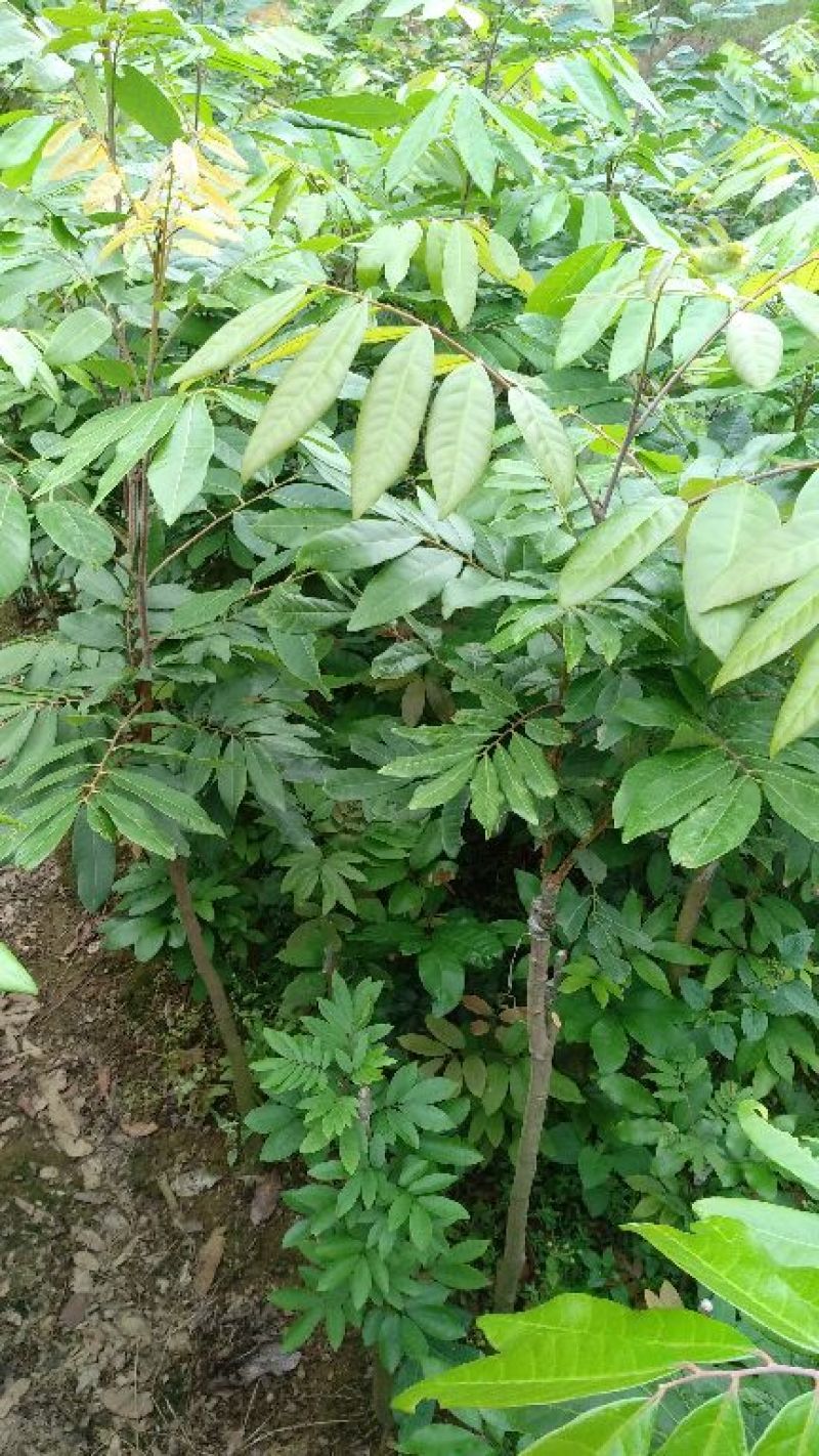 龙眼树苗50~80cm