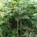 龙眼树苗50~80cm