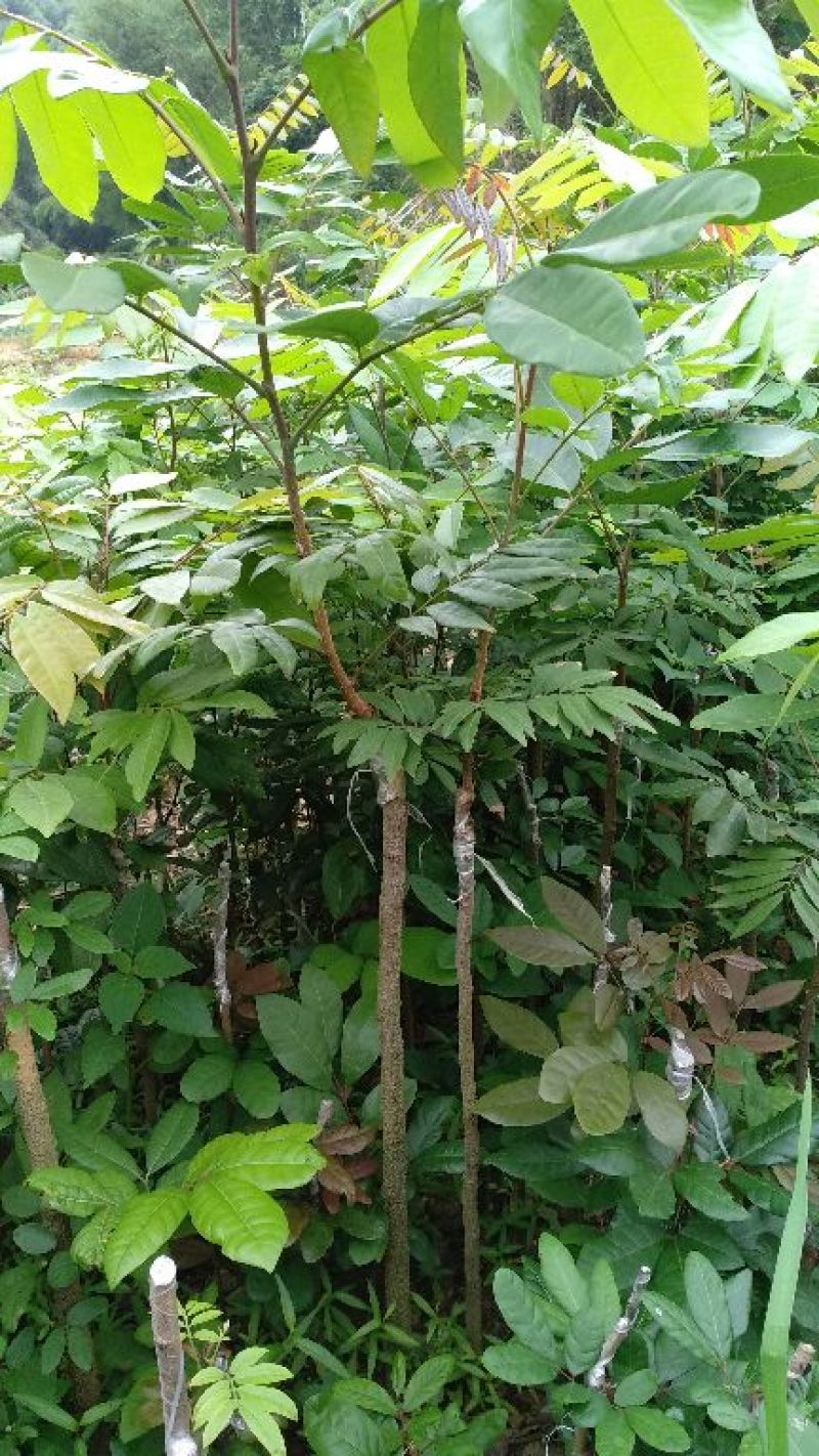 龙眼树苗50~80cm