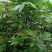 龙眼树苗50~80cm