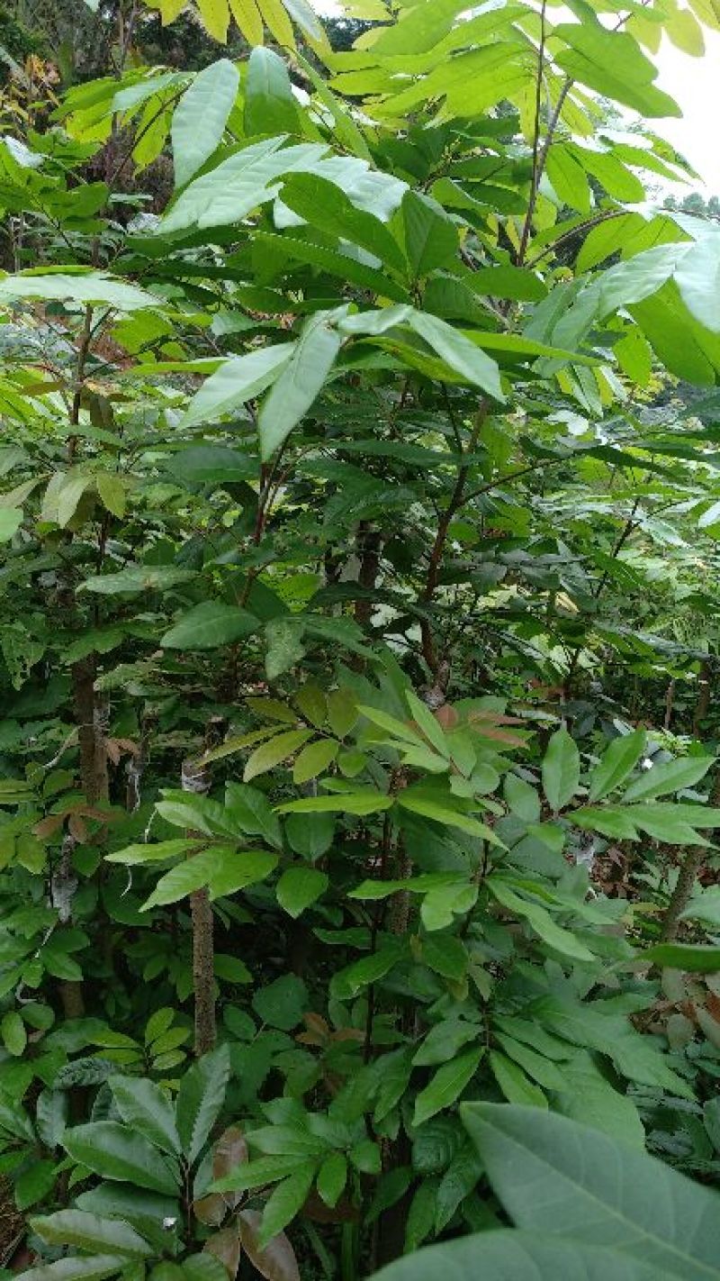龙眼树苗50~80cm